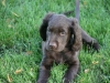 puppycursus